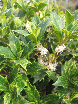 Stachelblättrige Duftblüte Goshiki